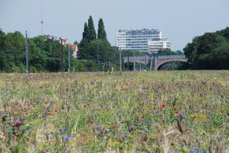 Evolution (3) du paysage, depuis la gare de triage, jusqu’à la friche. 